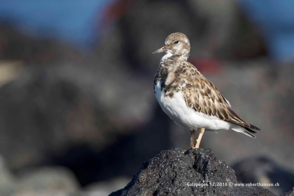 Galapagos, Dezember 2016 © Robert Hansen