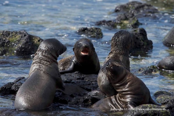 Galapagos, Dezember 2016 © Robert Hansen