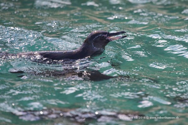 Galapagos, Dezember 2016 © Robert Hansen