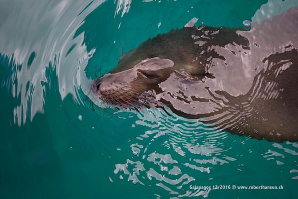 Galapagos, Dezember 2016 © Robert Hansen