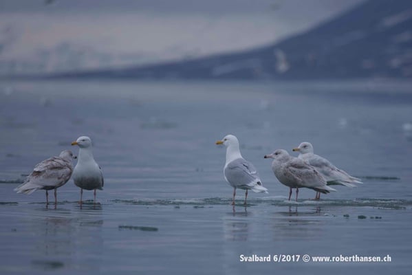 Möven auf Eisscholle © Robert Hansen