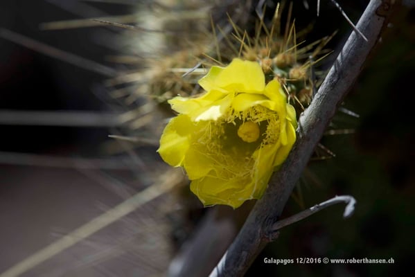 Galapagos, Dezember 2016 © Robert Hansen