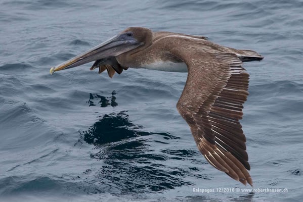 Galapagos, Dezember 2016 © Robert Hansen
