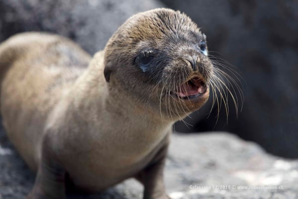 Galapagos, Dezember 2016 © Robert Hansen
