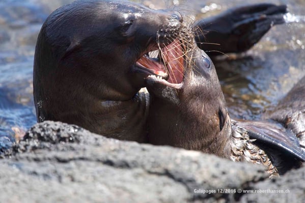 Galapagos, Dezember 2016 © Robert Hansen
