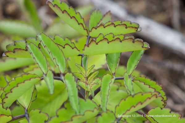 Galapagos, Dezember 2016 © Robert Hansen