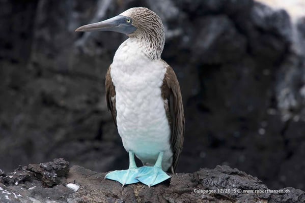 Galapagos, Dezember 2016 © Robert Hansen