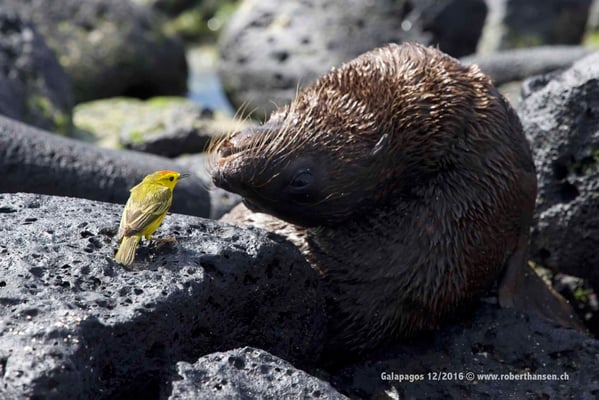 Galapagos, Dezember 2016 © Robert Hansen