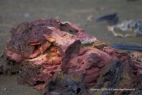 Galapagos, Dezember 2016 © Robert Hansen