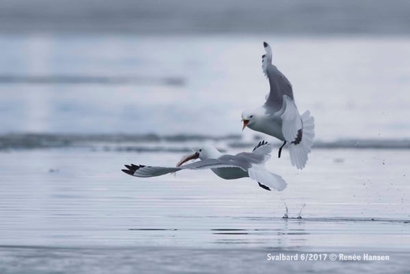 Futterneid der Möven © Robert Hansen