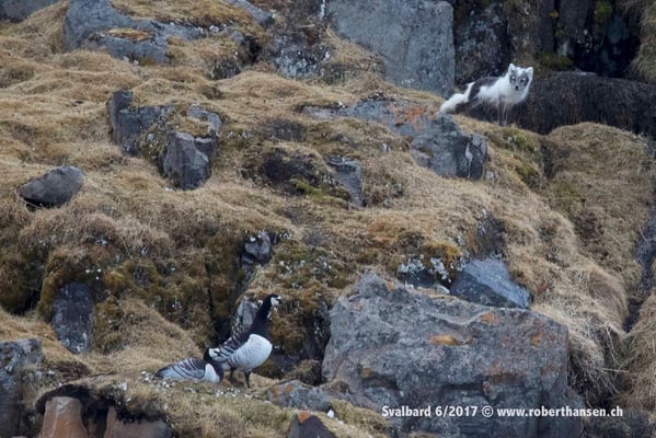 Polarfuchs, wer hat die Gans gestohlen? © Robert Hansen