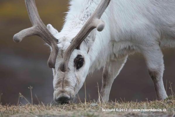 Rentier beim Abendmahl © Robert Hansen