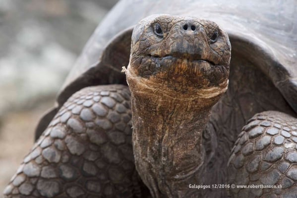 Galapagos, Dezember 2016 © Robert Hansen