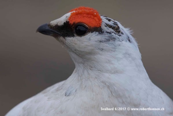 Schneehuhn ganz nah © Robert Hansen