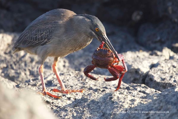 Galapagos, Dezember 2016 © Robert Hansen