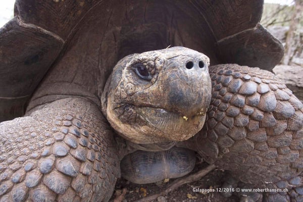 Galapagos, Dezember 2016 © Robert Hansen