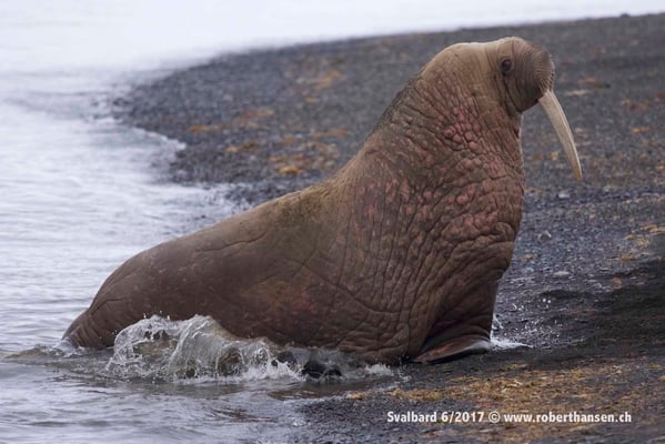 Walross auf Landgang © Robert Hansen