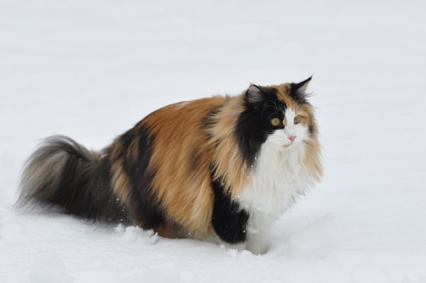 Castafiore des Fines Terres*CH