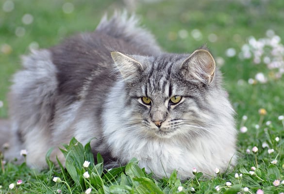 S*Little L's Hurricane