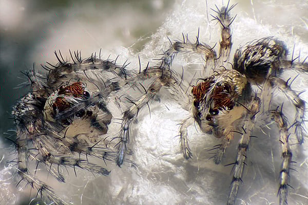 Lynx spiderlings (minuscule araignée) à la naissance