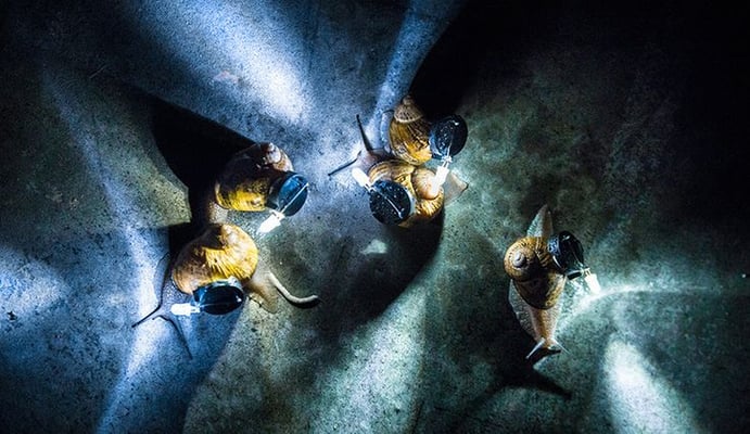 Elizabeth Saint Jalmes et Cyril Leclerc. Pixel lent, ballet performance pour escargots