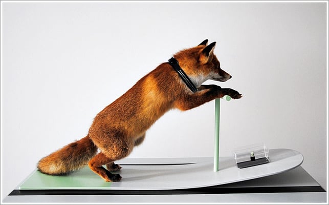 " Weiß der Fuchs " - b = 120 cm / t = 60 cm / h = 150 cm, 2011 ( präparierter Fuchs, Holz, Plaste )