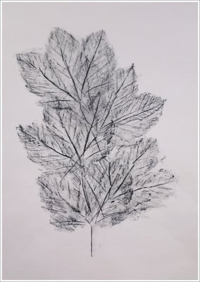 Bleistift auf Transparentpapier, ( Abdruck Blattform ) - 21 cm x 29,7 cm, - 2018 - " Natur "