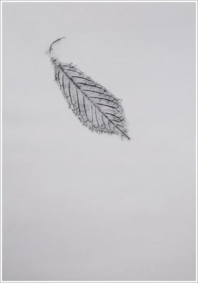 Bleistift auf Transparentpapier, ( Abdruck Blattform ) - 21 cm x 29,7 cm, - 2018 - " Natur "