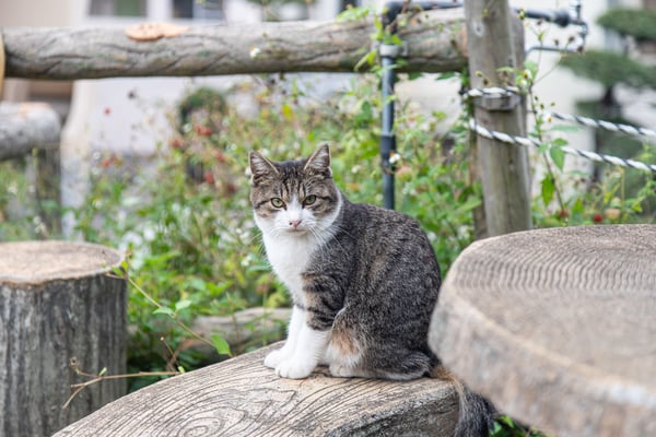 0813壺屋やちむん通り猫