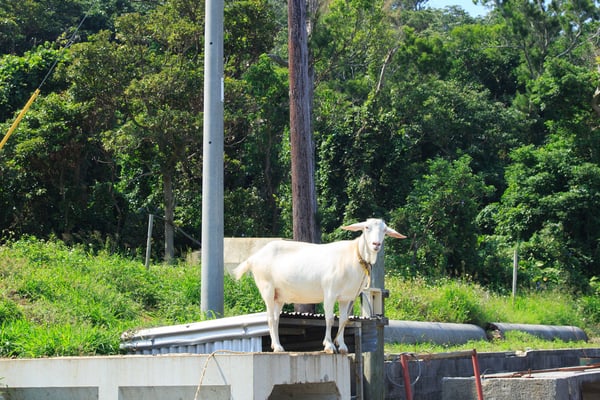 2398伊江島のやぎ