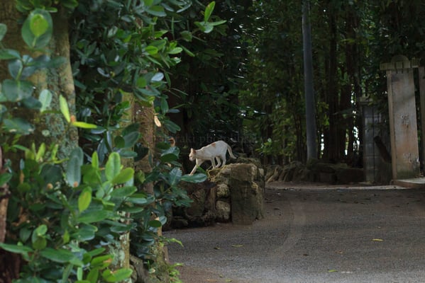 5182離島の猫