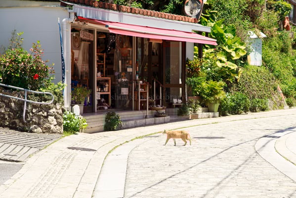 6231壺屋やちむん通り猫