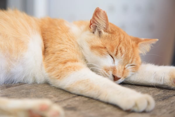 0000奥武島天ぷら屋さんの猫