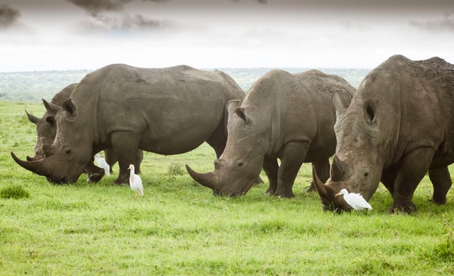 Nashörner in Solio Kenia 