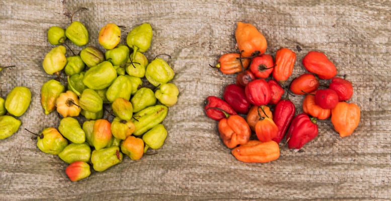 Foodfotografie in Tanga Tansania