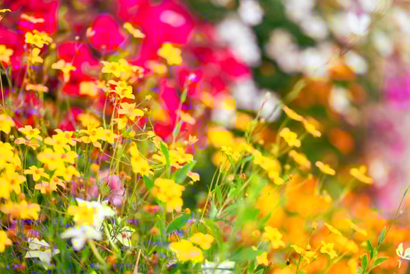 Fotografiert mit Nikon Z8 und Nikkor Z 85mm F/1.2 S in Le Trepore, Frankreich