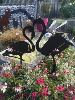 flamant rose le couple