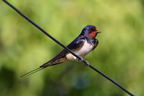 Foto: Zdenek Tunka, LBV-Bildarchiv