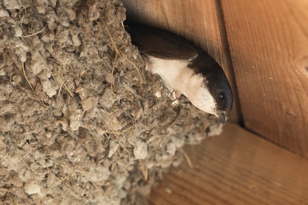 Foto: Rosl Rössner, LBV-Bildarchiv