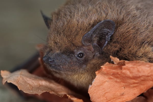 Zwergfledermaus (Foto: Stefan Masur)