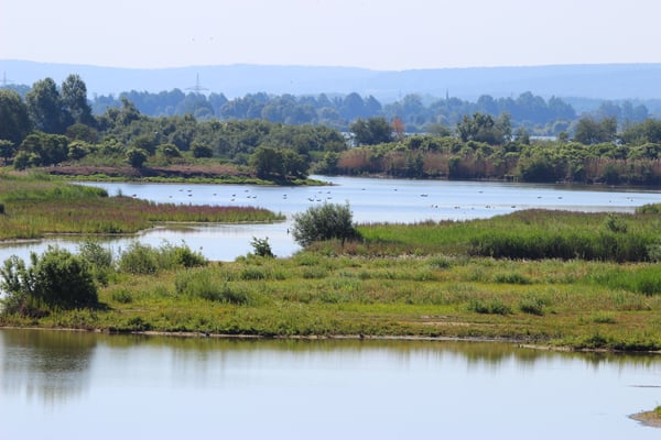 Altmühlsee (Foto: Peter Bria, LBV-Bildarchiv)