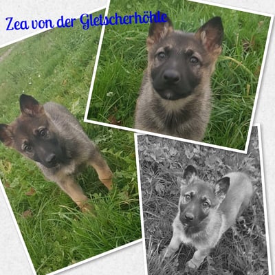 Zea von der Gletscherhöhle