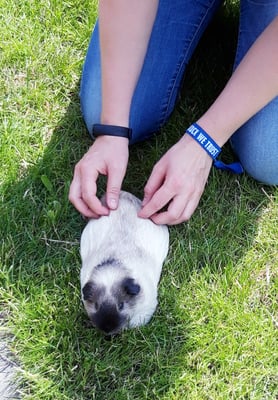 Ein seltener Patient, aber auch bei Kleintieren kann Physiotherapie helfen. 