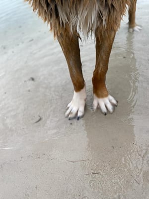 Nach einigen Wochen physiotherapeutischer Begleitung sehen die Gelenke schon deutlich besser aus.