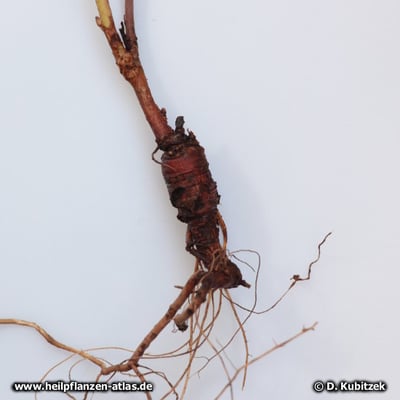 Süßholz (Glycyrrhiza glabra), Wurzel