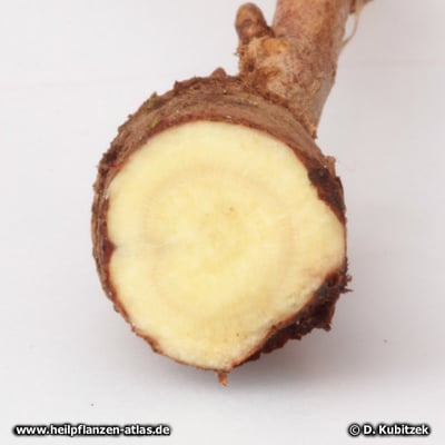 Süßholz (Glycyrrhiza glabra), Querschnitt durch die Wurzel
