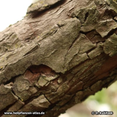 Azaroldorn (Crataegus azarolus)