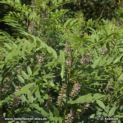 Süßholz (Glycyrrhiza glabra)