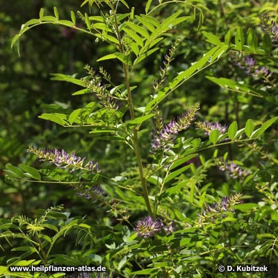 Süßholz (Glycyrrhiza glabra)