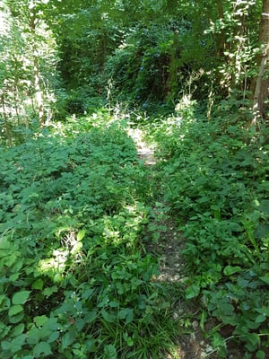 Baustelle 2: Befreiung Weg Holzhaus bis Allerheiligenstrasse, ausschneiden Gestrüpp etc.